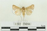 中文名:弧角散紋夜蛾(1282-29094)學名:Callopistria duplicans Walker, 1858(1282-29094)