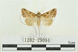 中文名:弧角散紋夜蛾(1282-29094)學名:Callopistria duplicans Walker, 1858(1282-29094)