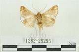 中文名:弧角散紋夜蛾(1282-29295)學名:Callopistria duplicans Walker, 1858(1282-29295)