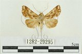 中文名:弧角散紋夜蛾(1282-29295)學名:Callopistria duplicans Walker, 1858(1282-29295)