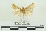 中文名:弧角散紋夜蛾(1282-29346)學名:Callopistria duplicans Walker, 1858(1282-29346)