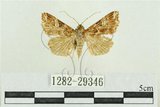 中文名:弧角散紋夜蛾(1282-29346)學名:Callopistria duplicans Walker, 1858(1282-29346)