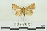 中文名:弧角散紋夜蛾(1282-29372)學名:Callopistria duplicans Walker, 1858(1282-29372)