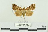 中文名:弧角散紋夜蛾(1282-29372)學名:Callopistria duplicans Walker, 1858(1282-29372)