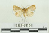 中文名:弧角散紋夜蛾(1282-29154)學名:Callopistria duplicans Walker, 1858(1282-29154)