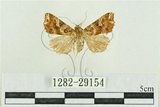 中文名:弧角散紋夜蛾(1282-29154)學名:Callopistria duplicans Walker, 1858(1282-29154)