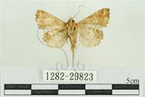 中文名:弧角散紋夜蛾(1282-29823)學名:Callopistria duplicans Walker, 1858(1282-29823)