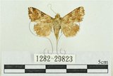 中文名:弧角散紋夜蛾(1282-29823)學名:Callopistria duplicans Walker, 1858(1282-29823)