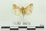 中文名:弧角散紋夜蛾(1282-29073)學名:Callopistria duplicans Walker, 1858(1282-29073)