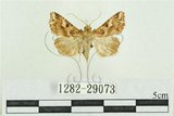 中文名:弧角散紋夜蛾(1282-29073)學名:Callopistria duplicans Walker, 1858(1282-29073)