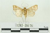 中文名:弧角散紋夜蛾(1282-29176)學名:Callopistria duplicans Walker, 1858(1282-29176)