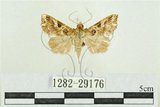 中文名:弧角散紋夜蛾(1282-29176)學名:Callopistria duplicans Walker, 1858(1282-29176)