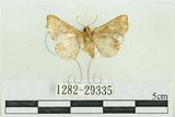 中文名:弧角散紋夜蛾(1282-29335)學名:Callopistria duplicans Walker, 1858(1282-29335)