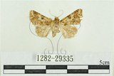 中文名:弧角散紋夜蛾(1282-29335)學名:Callopistria duplicans Walker, 1858(1282-29335)