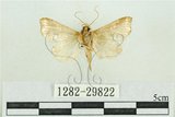 中文名:弧角散紋夜蛾(1282-29822)學名:Callopistria duplicans Walker, 1858(1282-29822)