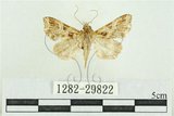 中文名:弧角散紋夜蛾(1282-29822)學名:Callopistria duplicans Walker, 1858(1282-29822)