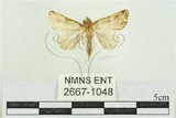 中文名:弧角散紋夜蛾(2667-1048)學名:Callopistria duplicans Walker, 1858(2667-1048)