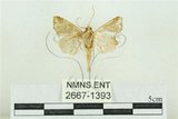 中文名:弧角散紋夜蛾(2667-1393)學名:Callopistria duplicans Walker, 1858(2667-1393)