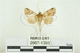 中文名:弧角散紋夜蛾(2667-1393)學名:Callopistria duplicans Walker, 1858(2667-1393)