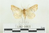 中文名:紅暈散紋夜蛾(1282-10631)學名:Callopistria repleta Walker, 1858(1282-10631)