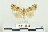 中文名:紅暈散紋夜蛾(1282-10631)學名:Callopistria repleta Walker, 1858(1282-10631)