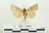 中文名:紅暈散紋夜蛾(1282-14000)學名:Callopistria repleta Walker, 1858(1282-14000)