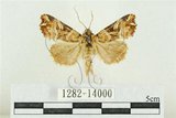 中文名:紅暈散紋夜蛾(1282-14000)學名:Callopistria repleta Walker, 1858(1282-14000)