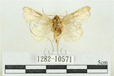 中文名:紅暈散紋夜蛾(1282-10571)學名:Callopistria repleta Walker, 1858(1282-10571)