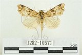 中文名:紅暈散紋夜蛾(1282-10571)學名:Callopistria repleta Walker, 1858(1282-10571)