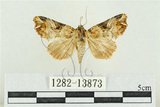 中文名:紅暈散紋夜蛾(1282-13873)學名:Callopistria repleta Walker, 1858(1282-13873)