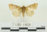 中文名:紅暈散紋夜蛾(1282-14059)學名:Callopistria repleta Walker, 1858(1282-14059)