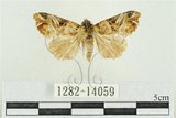 中文名:紅暈散紋夜蛾(1282-14059)學名:Callopistria repleta Walker, 1858(1282-14059)