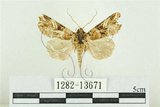 中文名:紅暈散紋夜蛾(1282-13671)學名:Callopistria repleta Walker, 1858(1282-13671)