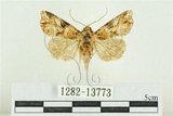 中文名:紅暈散紋夜蛾(1282-13773)學名:Callopistria repleta Walker, 1858(1282-13773)