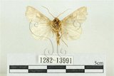 中文名:紅暈散紋夜蛾(1282-13991)學名:Callopistria repleta Walker, 1858(1282-13991)