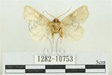 中文名:紅暈散紋夜蛾(1282-10753)學名:Callopistria repleta Walker, 1858(1282-10753)