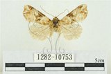 中文名:紅暈散紋夜蛾(1282-10753)學名:Callopistria repleta Walker, 1858(1282-10753)