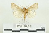 中文名:紅暈散紋夜蛾(1282-10590)學名:Callopistria repleta Walker, 1858(1282-10590)