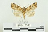 中文名:紅暈散紋夜蛾(1282-10590)學名:Callopistria repleta Walker, 1858(1282-10590)