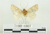 中文名:紅暈散紋夜蛾(1282-13957)學名:Callopistria repleta Walker, 1858(1282-13957)