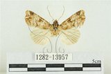 中文名:紅暈散紋夜蛾(1282-13957)學名:Callopistria repleta Walker, 1858(1282-13957)