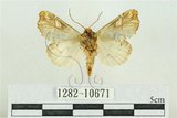 中文名:紅暈散紋夜蛾(1282-10671)學名:Callopistria repleta Walker, 1858(1282-10671)