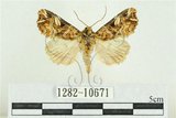 中文名:紅暈散紋夜蛾(1282-10671)學名:Callopistria repleta Walker, 1858(1282-10671)