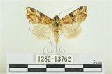 中文名:紅暈散紋夜蛾(1282-13762)學名:Callopistria repleta Walker, 1858(1282-13762)