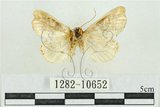 中文名:紅暈散紋夜蛾(1282-10652)學名:Callopistria repleta Walker, 1858(1282-10652)