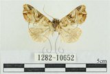 中文名:紅暈散紋夜蛾(1282-10652)學名:Callopistria repleta Walker, 1858(1282-10652)