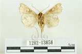 中文名:紅暈散紋夜蛾(1282-13858)學名:Callopistria repleta Walker, 1858(1282-13858)