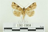 中文名:紅暈散紋夜蛾(1282-13858)學名:Callopistria repleta Walker, 1858(1282-13858)