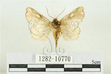 中文名:紅暈散紋夜蛾(1282-10770)學名:Callopistria repleta Walker, 1858(1282-10770)