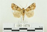 中文名:紅暈散紋夜蛾(1282-10770)學名:Callopistria repleta Walker, 1858(1282-10770)